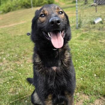 German Shepherd Dog and Belgian Shepherd Malinois Dogs Available for Adoption in Franklin, North Carolina - Zeus | PetCurious