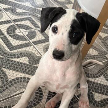 Boba - The Spotted Princess -  Beagle and Canaan Dog Dog for Adoption in Carolina, Carolina - Boba - The Spotted Princess | PetCurious