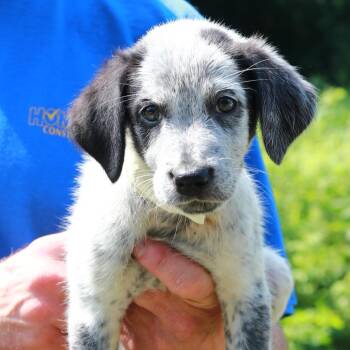 CT Beetle avail Jul 18 (Petco- Enfield, CT) -  Labrador Retriever and Australian Cattle Dog Blue Heeler Dog for Adoption in Stormville, New York - CT Beetle Avail Jul 18 (Petco- Enfield, CT) | PetCurious