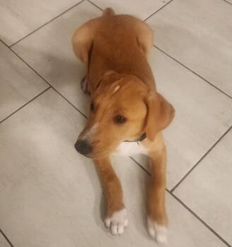 Lucky -  Labrador Retriever and Rhodesian Ridgeback Dog for Adoption in Columbia, Illinois - Lucky | PetCurious