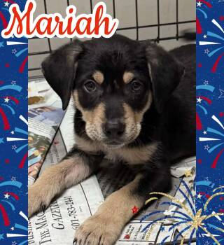 Mariah -  Hound Dog for Adoption in Ringwood, New Jersey - Mariah | PetCurious