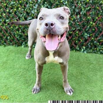 Katia -  Mixed Breed Dog for Adoption in West Palm Beach, Florida - Katia | PetCurious