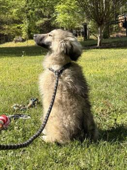 Great Pyrenees and German Shepherd Dog Dogs Available for Adoption in Locust Fork, Alabama - VALERIE | PetCurious