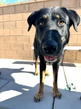 German Shepherd Dog Dogs Available for Adoption in Naperville, Illinois - Pluto | PetCurious