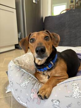 Alfred -  Mixed Breed Dog Available for Adoption in Alexandria, Virginia - Alfred | PetCurious