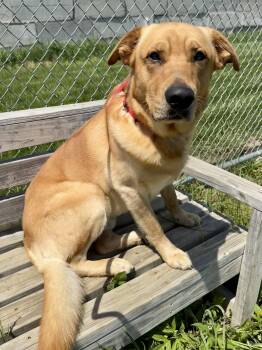 Golden Retriever and German Shepherd Dog Dogs Available for Adoption in St. Joseph, Michigan - Winston | PetCurious