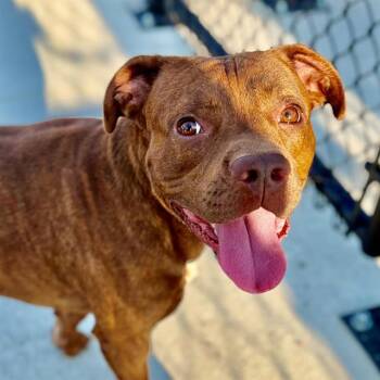 MANNY -  Pit Bull Terrier and English Bulldog Dog for Adoption in Indianapolis, Indiana - MANNY | PetCurious