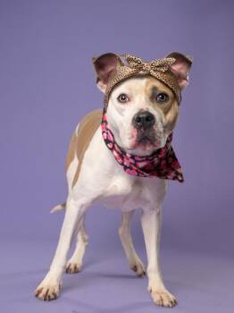 Courtney -  Mixed Breed Dog for Adoption in Atlanta, Georgia - Courtney | PetCurious
