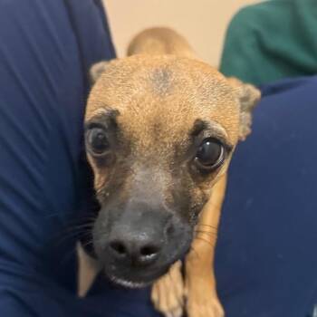 Bean -  Chihuahua and Mixed Breed Dog for Adoption in Reno, Nevada - Bean | PetCurious