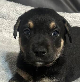 Jim Regal - Local Boy -  Beagle Dog for Adoption in Andover, Massachusetts - Jim Regal - Local Boy | PetCurious