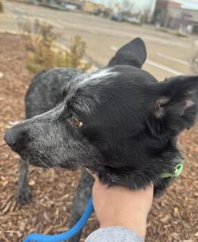 Rescue Australian Cattle Dog Blue Heeler Dogs for Adoption in Sadler, Texas - Riley | PetCurious