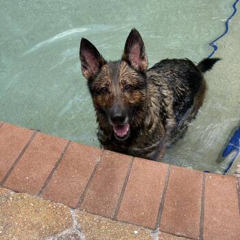 Brooklyn -  Shepherd Dog for Adoption in Lakeland, Florida - Brooklyn | PetCurious