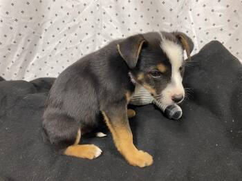 Australian Shepherd and Mixed Breed Dogs Available for Adoption in Modesto, California - BEAKER | PetCurious