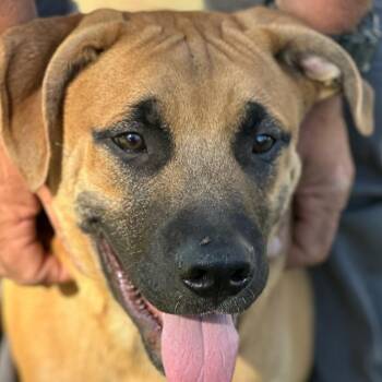 Rescue Anatolian Shepherd and Yellow Labrador Retriever Dogs for Adoption in Phoenix, Arizona - Pluto | PetCurious