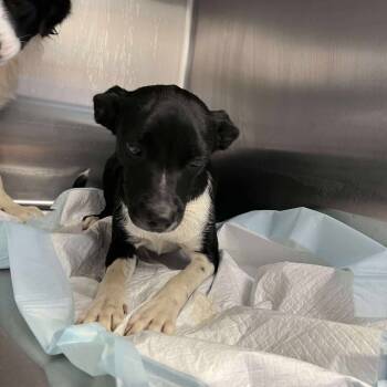 Rescue Border Collie Dogs for Adoption in Bastrop, Texas - Macey 25-10-150 | PetCurious