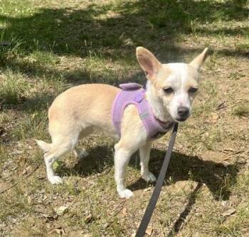 Shelly -  Chihuahua Dog for Adoption in Annapolis, Maryland - Shelly | PetCurious