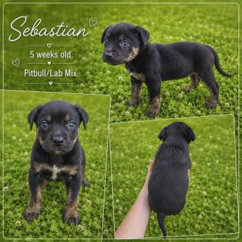 Sebastian -  Pit Bull Terrier and Rottweiler Dog for Adoption in Chickamauga, Georgia - Sebastian | PetCurious