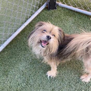 Eewok -  Yorkshire Terrier Dog for Adoption in Hawthorne, California - Eewok | PetCurious