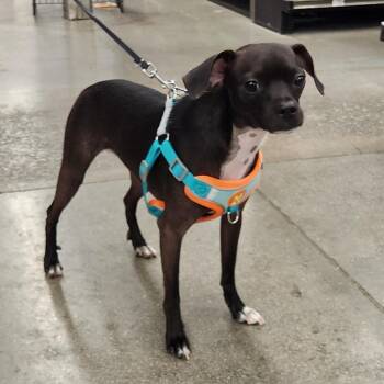 Peanut (Nemo) Key -  Miniature Pinscher and Mixed Breed Dog for Adoption in Las Vegas, Nevada - Peanut (Nemo) Key | PetCurious