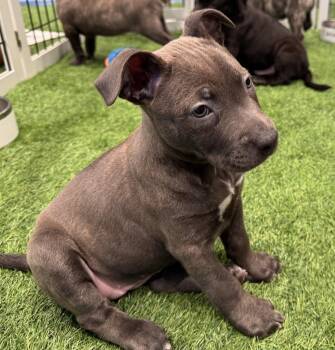 Sumira -  Labrador Retriever and Terrier Dog for Adoption in Sanford, Florida - Sumira | PetCurious