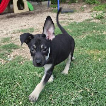 Shepherd Dogs Available for Adoption in Austin, Texas - McIntosh AL | PetCurious