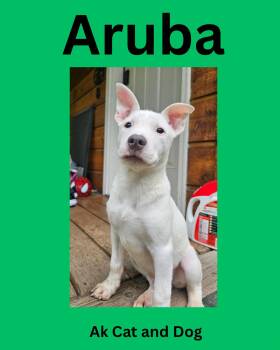 Aruba -  Pit Bull Terrier Dog for Adoption in Wasilla, Alaska - Aruba | PetCurious