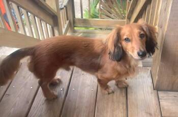 Dachshund Dogs Available for Adoption in St. Augustine, Florida - Oscar | PetCurious