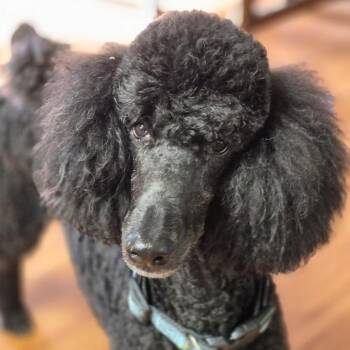Onyx -  Poodle Dog Available for Adoption in St. Peters, Missouri - Onyx | PetCurious