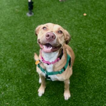 Sylvie -  Mixed Breed Dog for Adoption in Warwick, Rhode Island - Sylvie | PetCurious
