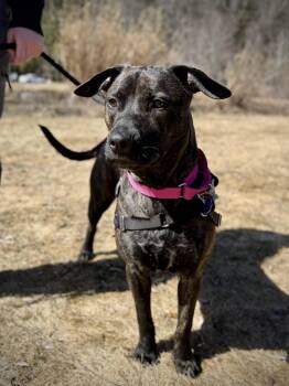 Rescue Mixed Breed Dogs for Adoption in Reading, Vermont - Mindy | PetCurious