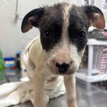 Johnny -  Terrier Dog for Adoption in Clanton, Alabama - Johnny | PetCurious