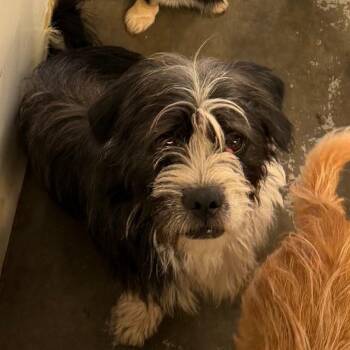 Taffy -  Wirehaired Terrier Dog for Adoption in Chico, California - Taffy | PetCurious