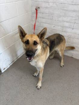 Rescue German Shepherd Dog Dogs for Adoption in San Bernardino, California - HAZEL | PetCurious