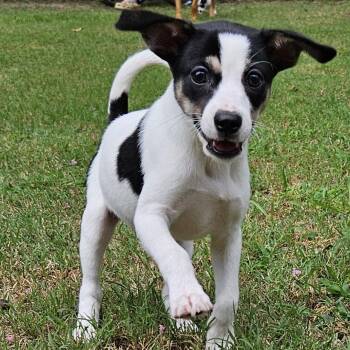 Kerr -  Chihuahua Dog for Adoption in Wake Forest, North Carolina - Kerr | PetCurious