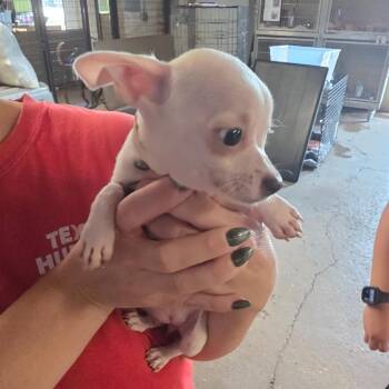 Snow Ball -  Mixed Breed Dog for Adoption in Leander, Texas - Snow Ball | PetCurious