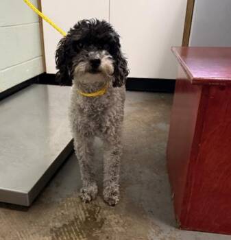 Natasha -  Miniature Poodle Dog for Adoption in Red Bluff, California - Natasha | PetCurious