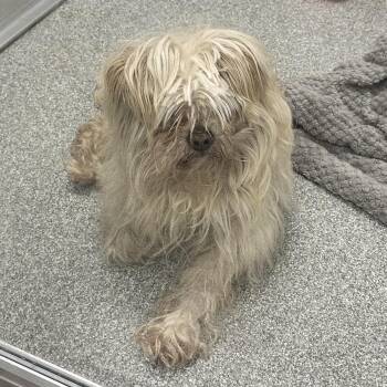 Mixed Breed Dogs Available for Adoption in Oak Brook, Illinois - Muppet | PetCurious