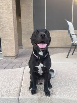 Pit Bull Terrier Dogs Available for Adoption - MURPHY #10 | PetCurious