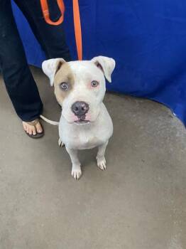 HOLLY -  Mixed Breed Dog for Adoption in Dallas, Texas - HOLLY | PetCurious