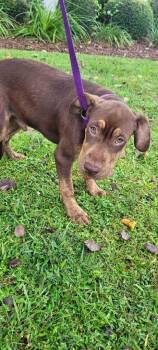 Oakley -  Bulldog and Hound Dog for Adoption in Valdosta, Georgia - Oakley | PetCurious