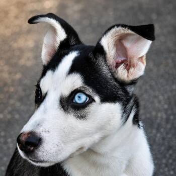Nala -  Siberian Husky Dog for Adoption in Summerfield, North Carolina - Nala | PetCurious