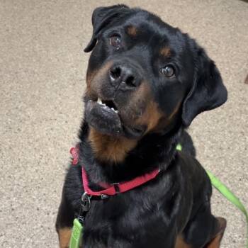 Rottweiler Dogs Available for Adoption in Valparaiso, Indiana - Azule | PetCurious