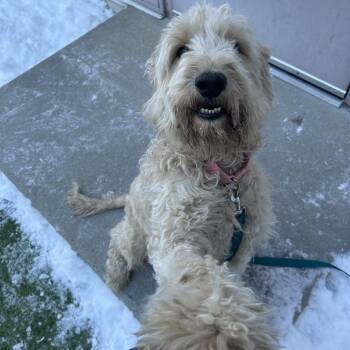 Labrador Retriever and Standard Poodle Dogs Available for Adoption - Molly | PetCurious