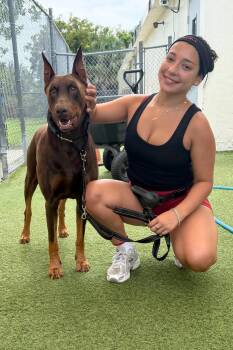 Doberman Pinscher Dogs Available for Adoption in Oakland Park, Florida - Draco 3577 | PetCurious