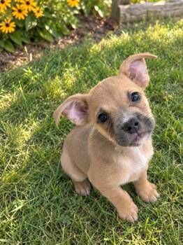 Sawyer -  English Bulldog Dog for Adoption in Brownstown, Indiana - Sawyer | PetCurious