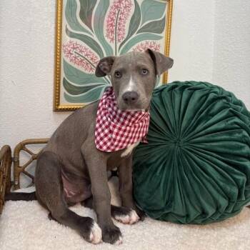 Staffordshire Bull Terrier and Pit Bull Terrier Dogs Available for Adoption in Friendswood, Texas - Miles Lakers | PetCurious