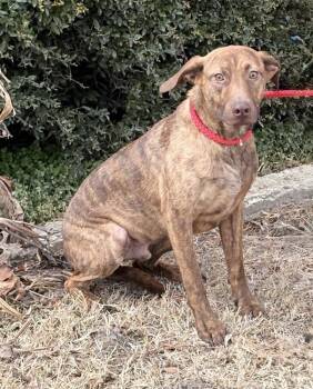 Hound Dogs Available for Adoption - Cypress Woods | PetCurious