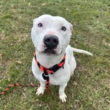 Pit Bull Terrier Dogs Available for Adoption - Bug | PetCurious