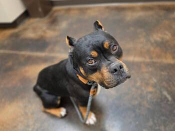 French Bulldog Dogs Available for Adoption - Brody | PetCurious