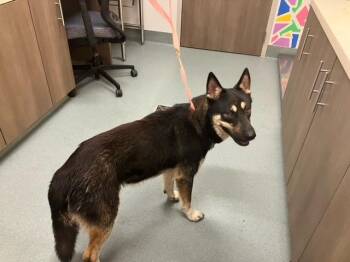 German Shepherd Dog and Mixed Breed Dogs Available for Adoption in Baytown, Texas - TELESTO | PetCurious